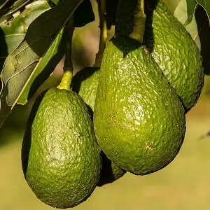 avocados on tree