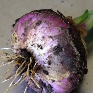 onion root