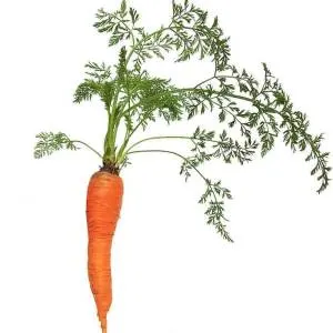 can you juice carrot tops