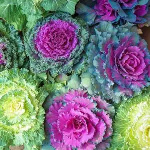 ornamental kale for juicing