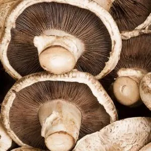 mushroom substitute
