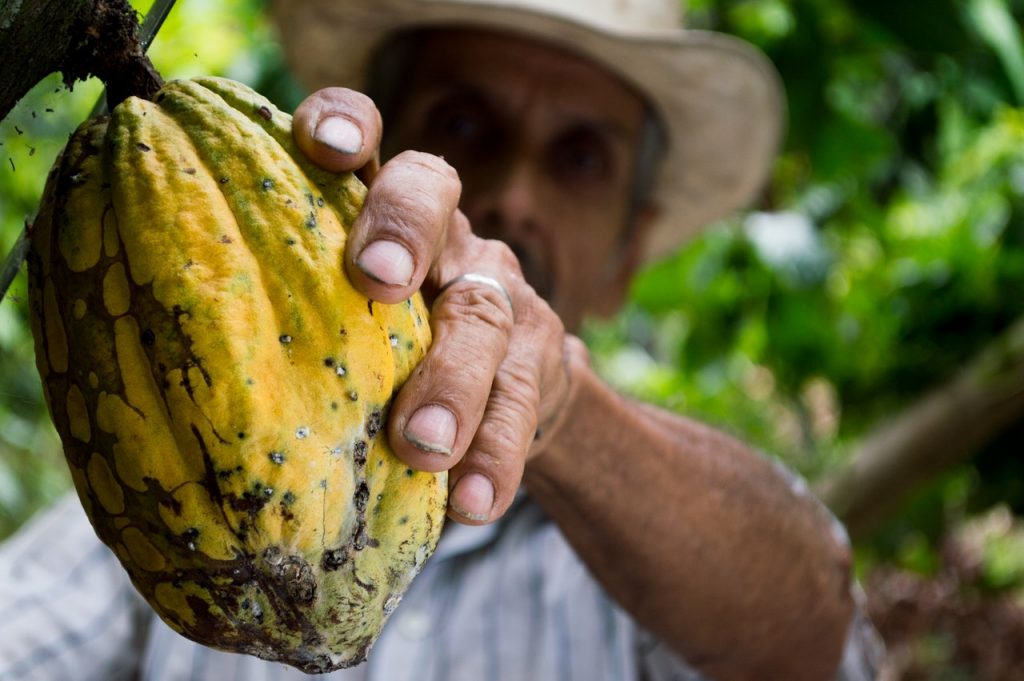 farmer holding a cacao pod.